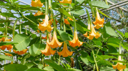 Fleur en trompette : a savoir sur les belles fleurs en forme de trompette Brugmansia