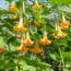 Brugmansia