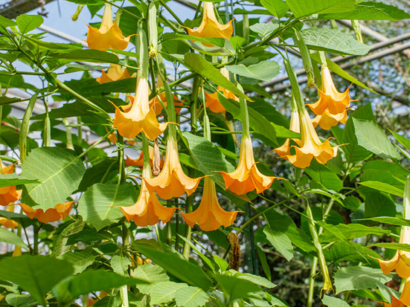 Fleur en trompette : a savoir sur les belles fleurs en forme de trompette Brugmansia