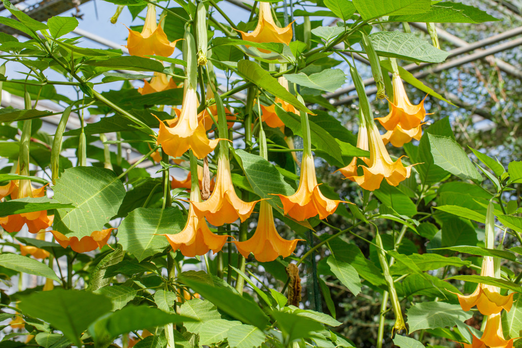 Fleur en trompette : a savoir sur les belles fleurs en forme de trompette Brugmansia