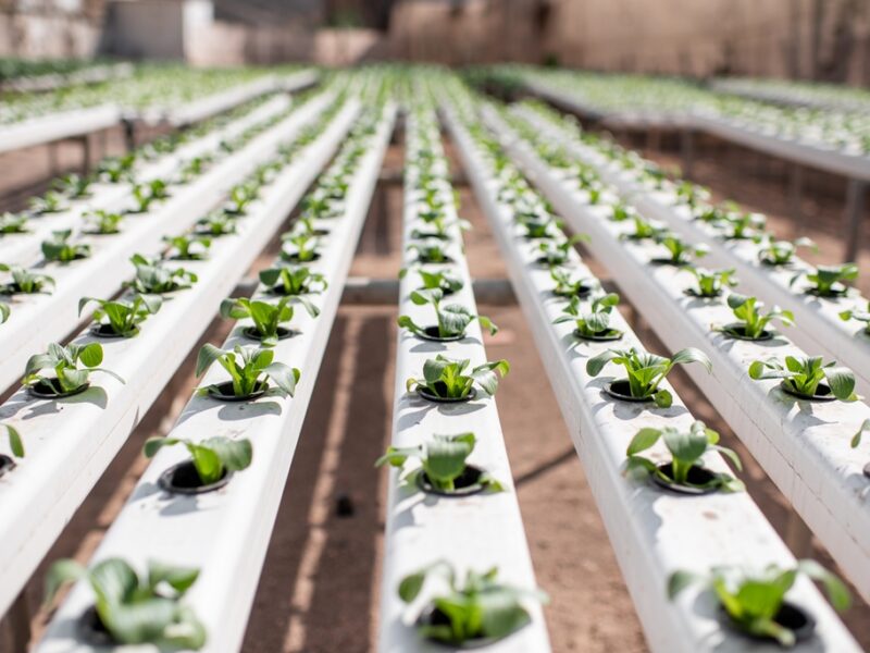 Culture hydroponique ou aéroponique : l’agriculture verticale