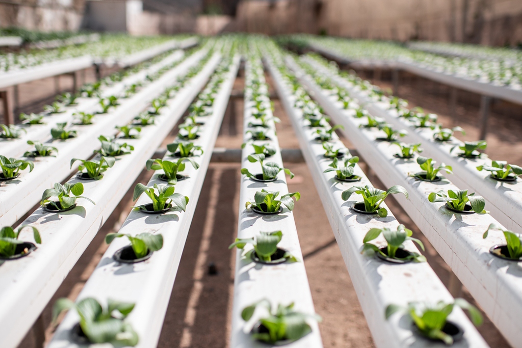 Culture hydroponique ou aéroponique : l’agriculture verticale