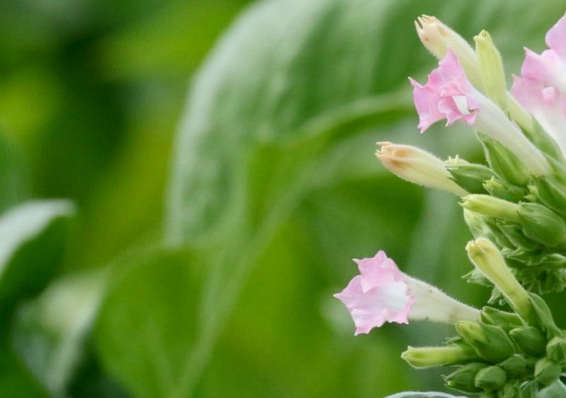 Prendre soin des plants de cigares mexicains à la floraison abondante