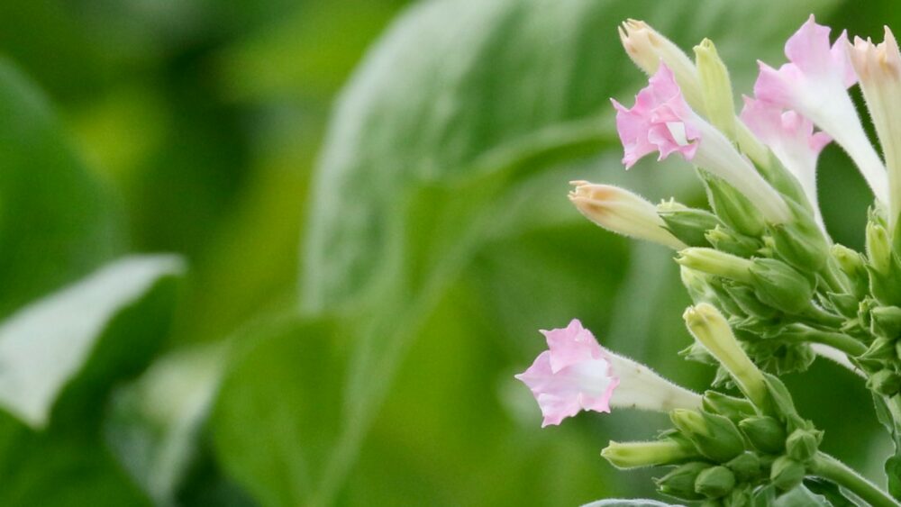 Prendre soin des plants de cigares mexicains à la floraison abondante