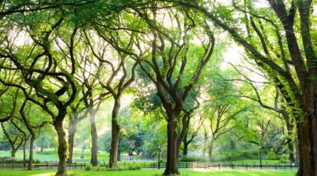 Arbre : conseils pour une identification correcte de l’orme