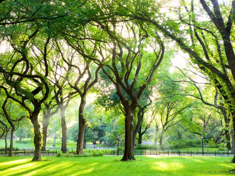 Arbre : conseils pour une identification correcte de l’orme