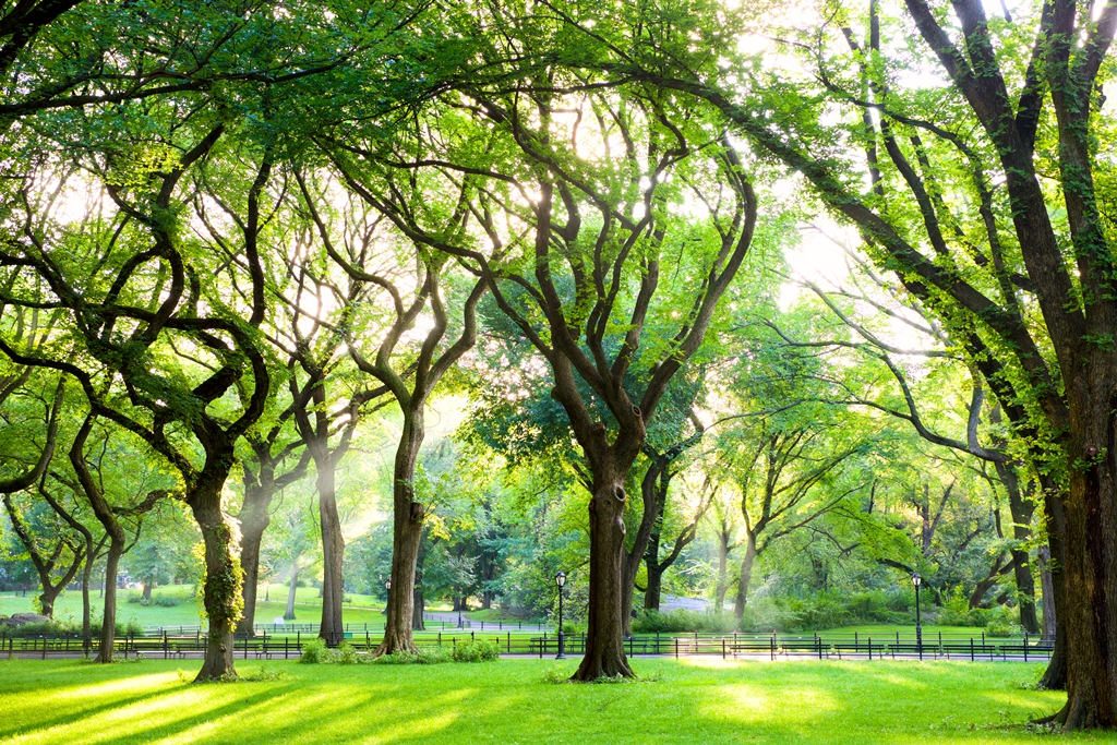 Arbre : conseils pour une identification correcte de l’orme