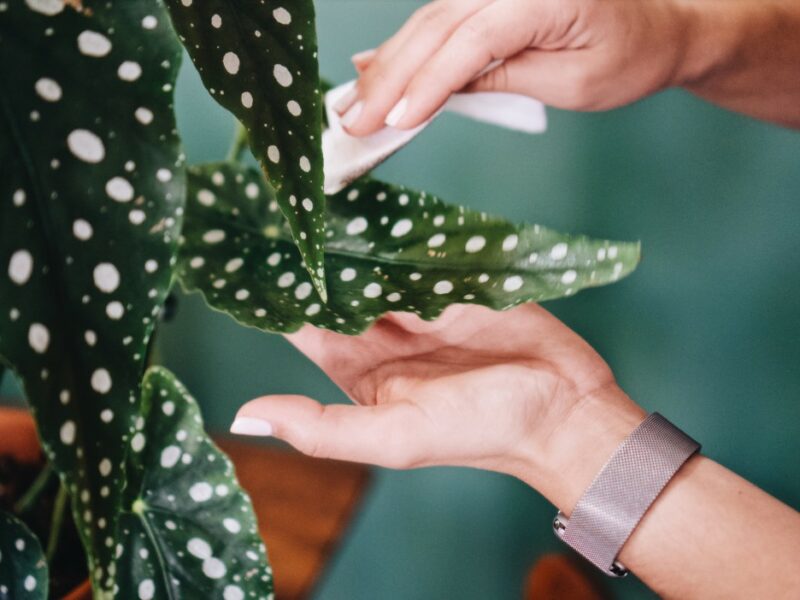 Bégonia à ailes d’ange : conseils utiles pour prendre soin de votre plante