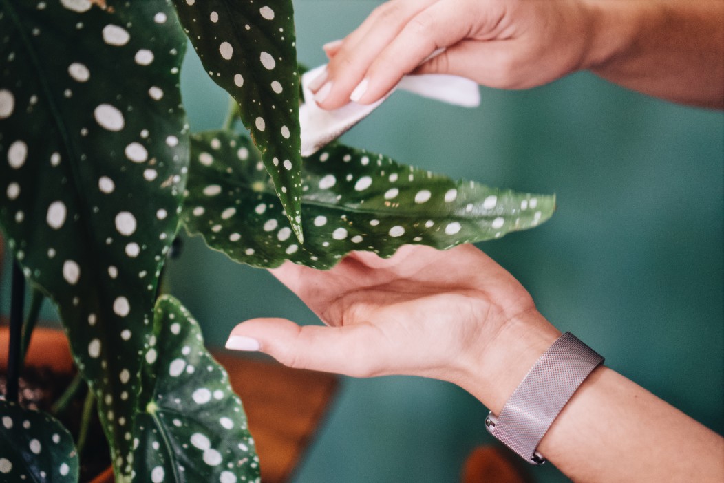 Bégonia à ailes d’ange : conseils utiles pour prendre soin de votre plante