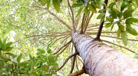 Qu’est-ce que le bois naturel ou du bois pour l’aménagement intérieur