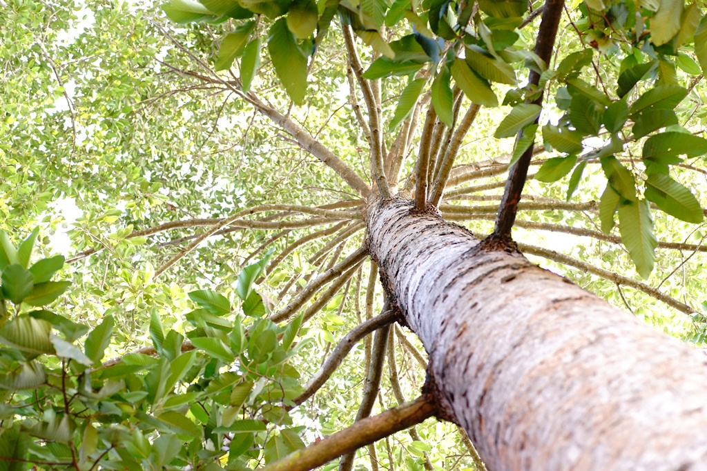 Qu’est-ce que le bois naturel ou du bois pour l’aménagement intérieur