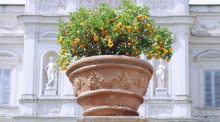 Oranger calamondin : conseils de génie pour prendre soin de cet arbre fruitier
