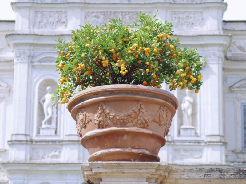 Oranger calamondin : conseils de génie pour prendre soin de cet arbre fruitier