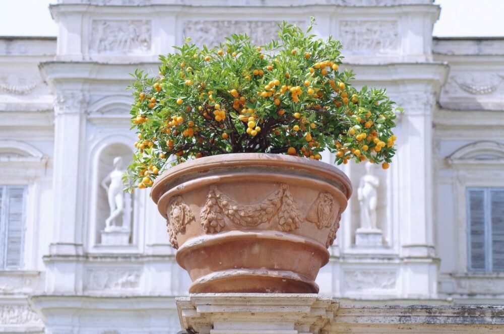 Oranger calamondin : conseils de génie pour prendre soin de cet arbre fruitier