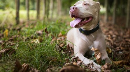 Meilleur équipement de sécurité pour chiens en plein air