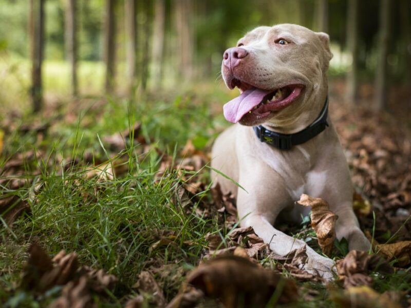 Meilleur équipement de sécurité pour chiens en plein air