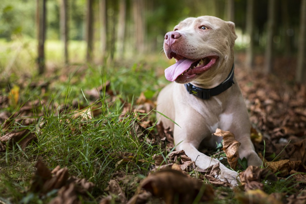 Meilleur équipement de sécurité pour chiens en plein air