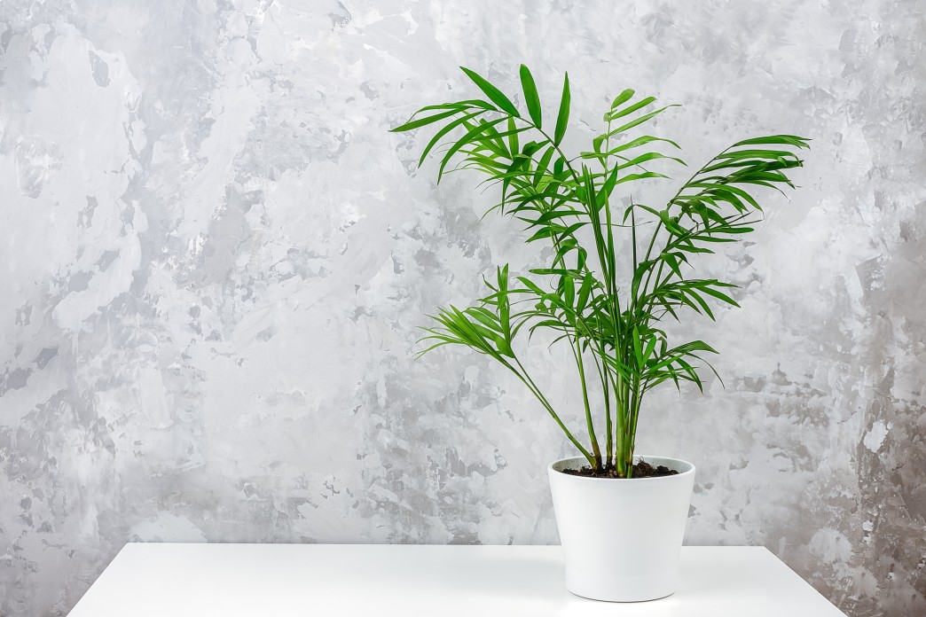 entretien plante palmier bambou