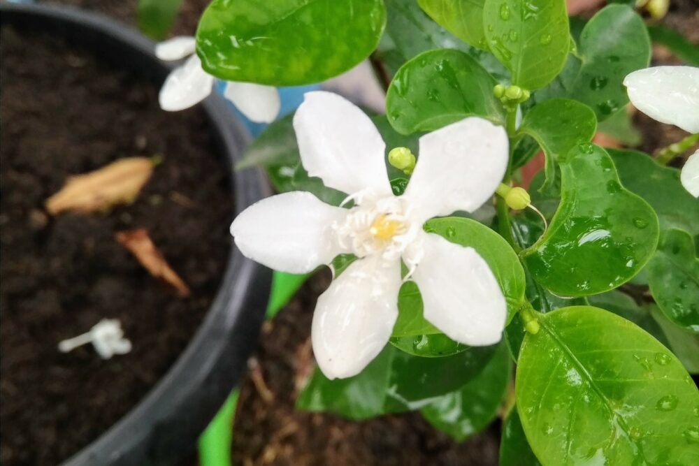 fleur de jasmin en pot