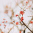 fleur de prunier japonaise