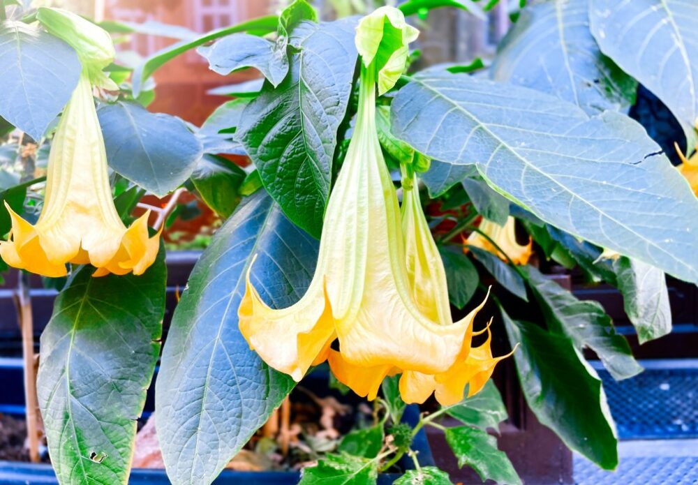 Fleur en trompette a savoir sur les belles fleurs en forme de trompette Brugmansia