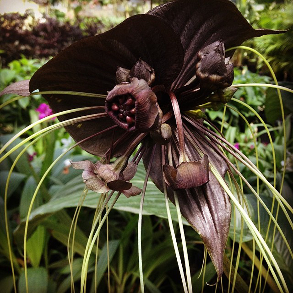 fleurs de chauve-souris noires
