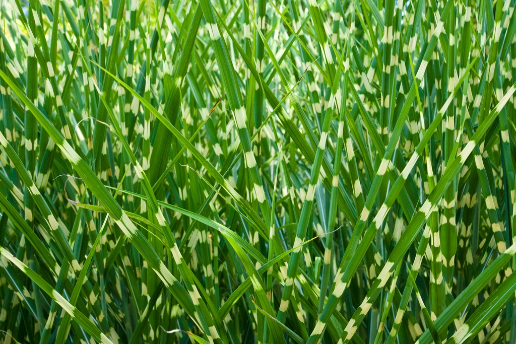 Herbe zébrée : comment planter et entretenir cettte gracieuse