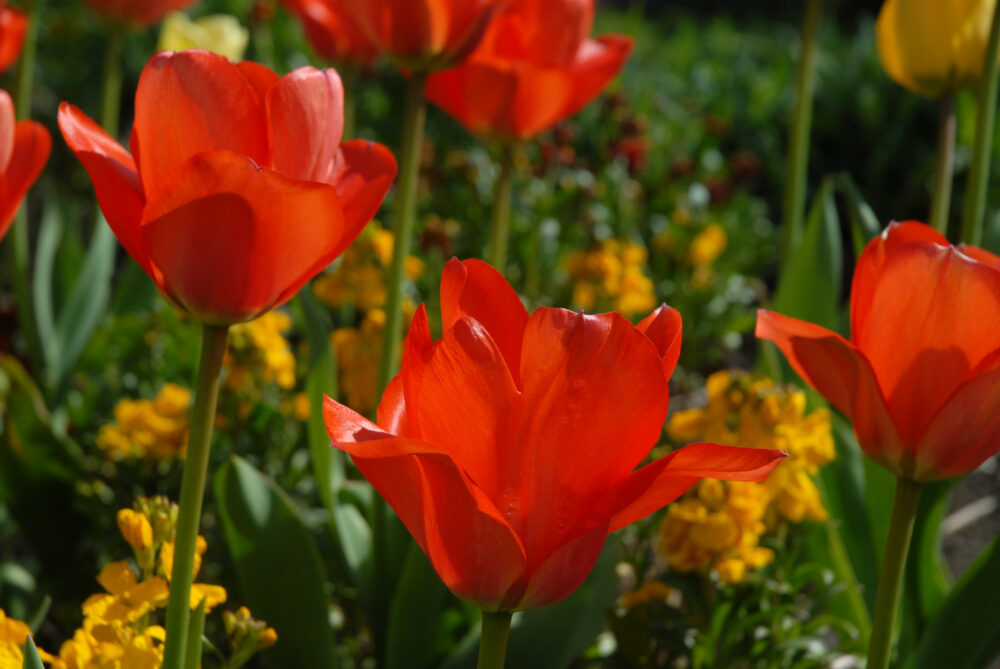 gironflé rouge