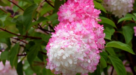 Conseils pour prendre soin de l’hortensia vanille-fraise