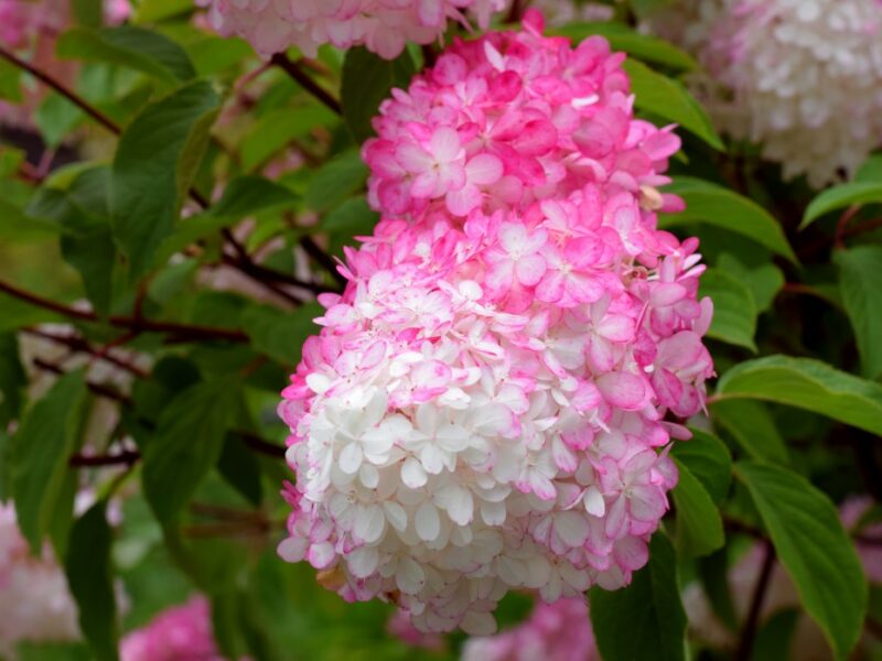 Conseils pour prendre soin de l’hortensia vanille-fraise