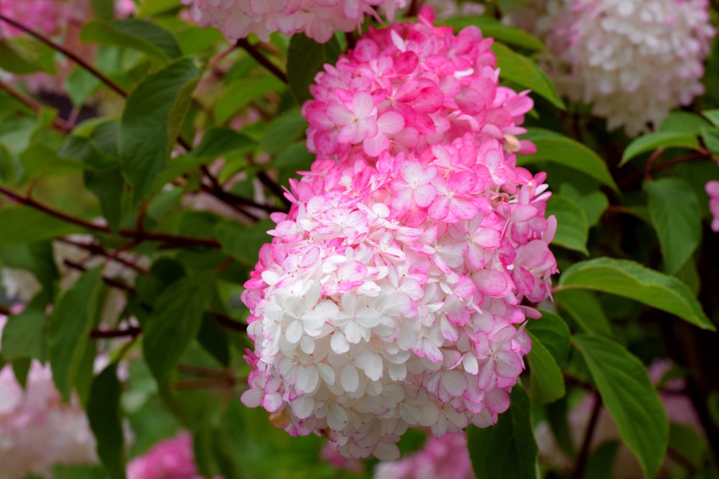 Conseils pour prendre soin de l’hortensia vanille-fraise