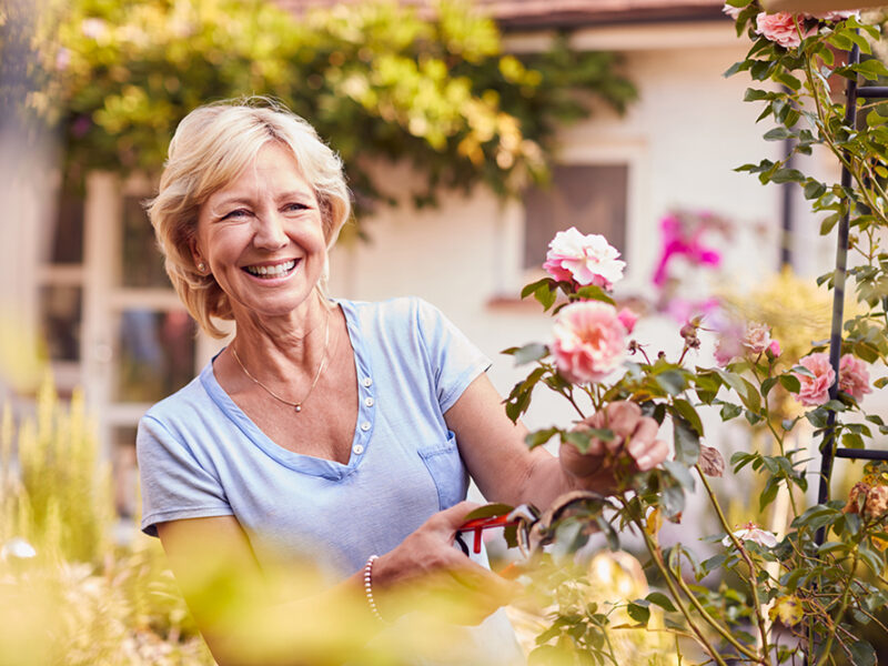 Comment faire une installation de treillis pour une plante grimpante ?