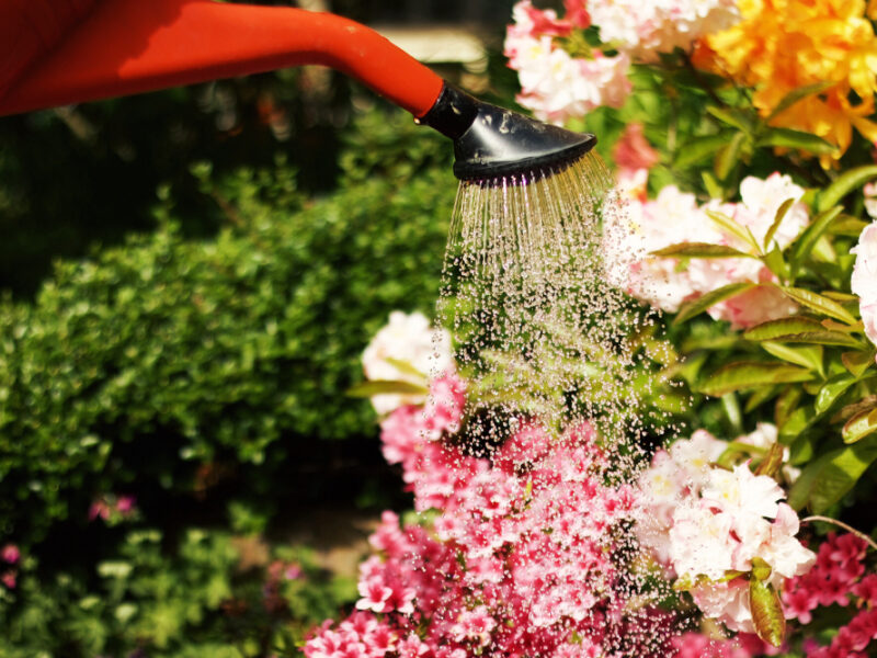 Règles de jardinage écologique pour le jardinier écolo