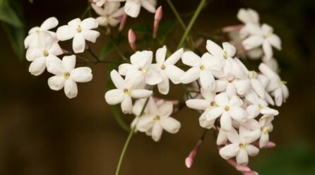 Conseils pour prendre soin des jasmins à floraison nocturne