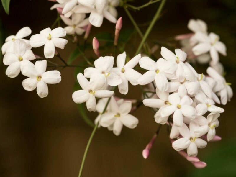 Conseils pour prendre soin des jasmins à floraison nocturne