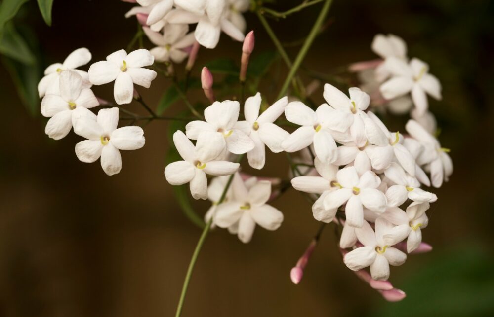 Conseils pour prendre soin des jasmins à floraison nocturne