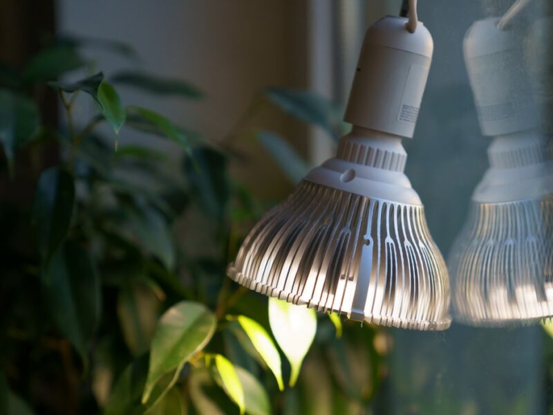 Comment utiliser les lampes LED pour faire pousser des plantes