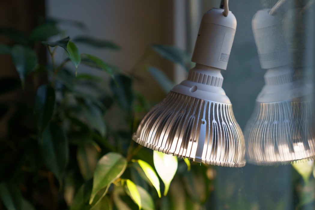 Comment utiliser les lampes LED pour faire pousser des plantes