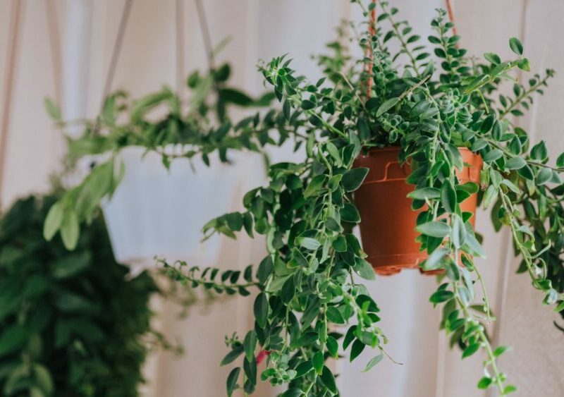 Comment cultiver et prendre soin de la plante agressive qu’est le lierre