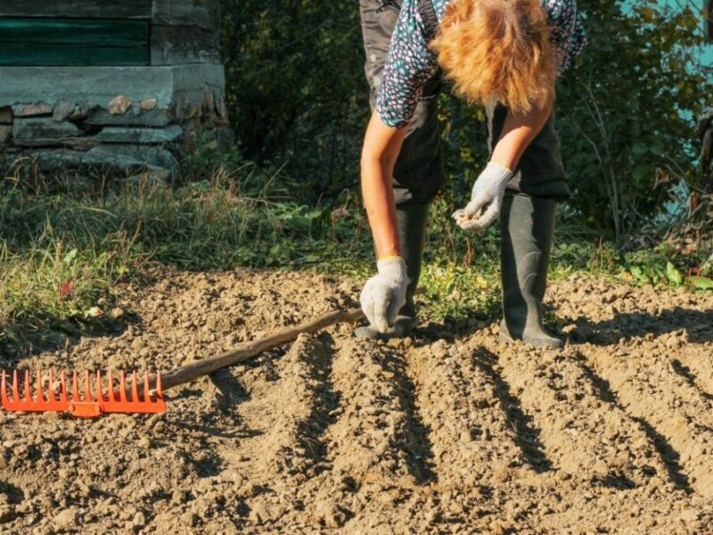 Caractéristiques du sol loam sablonneux que tout jardinier doit connaître