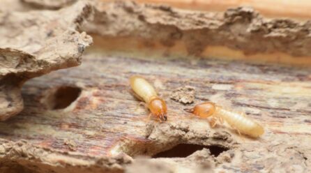 Conseils sur l’identification et la lutte contre les termites du bois sec