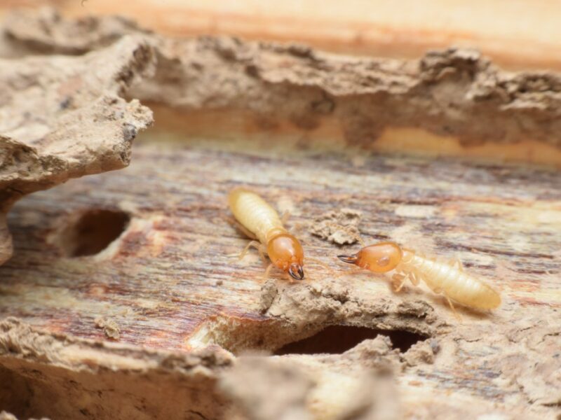 Conseils sur l’identification et la lutte contre les termites du bois sec