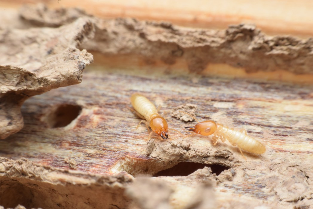 Conseils sur l’identification et la lutte contre les termites du bois sec