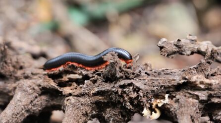 Se débarrasser des mille-pattes des plantes d’intérieur sans leur nuire