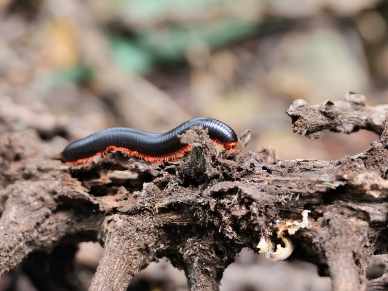 Se débarrasser des mille-pattes des plantes d’intérieur sans leur nuire