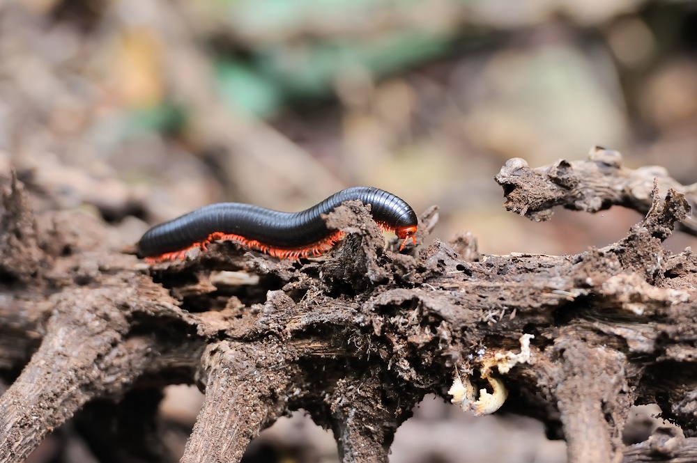 Se débarrasser des mille-pattes des plantes d’intérieur sans leur nuire