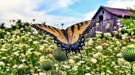 Comment construire un lieu adapté aux papillons dans votre jardin