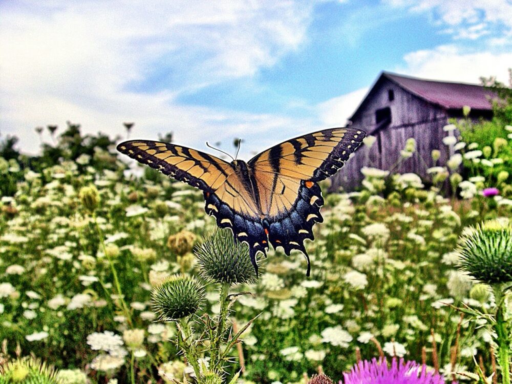 Comment construire un lieu adapté aux papillons dans votre jardin