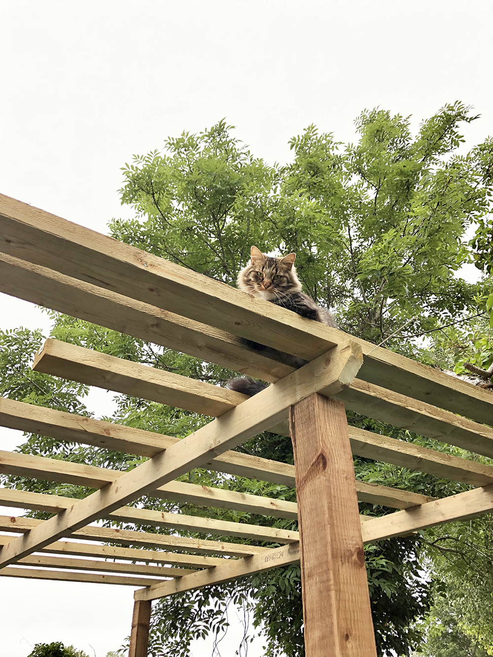 pergola en bois