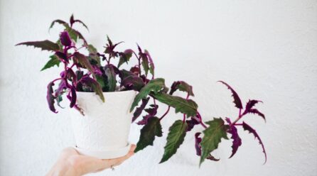 Prendre soin de la plante Passion violette, poilue et à croissance rapide